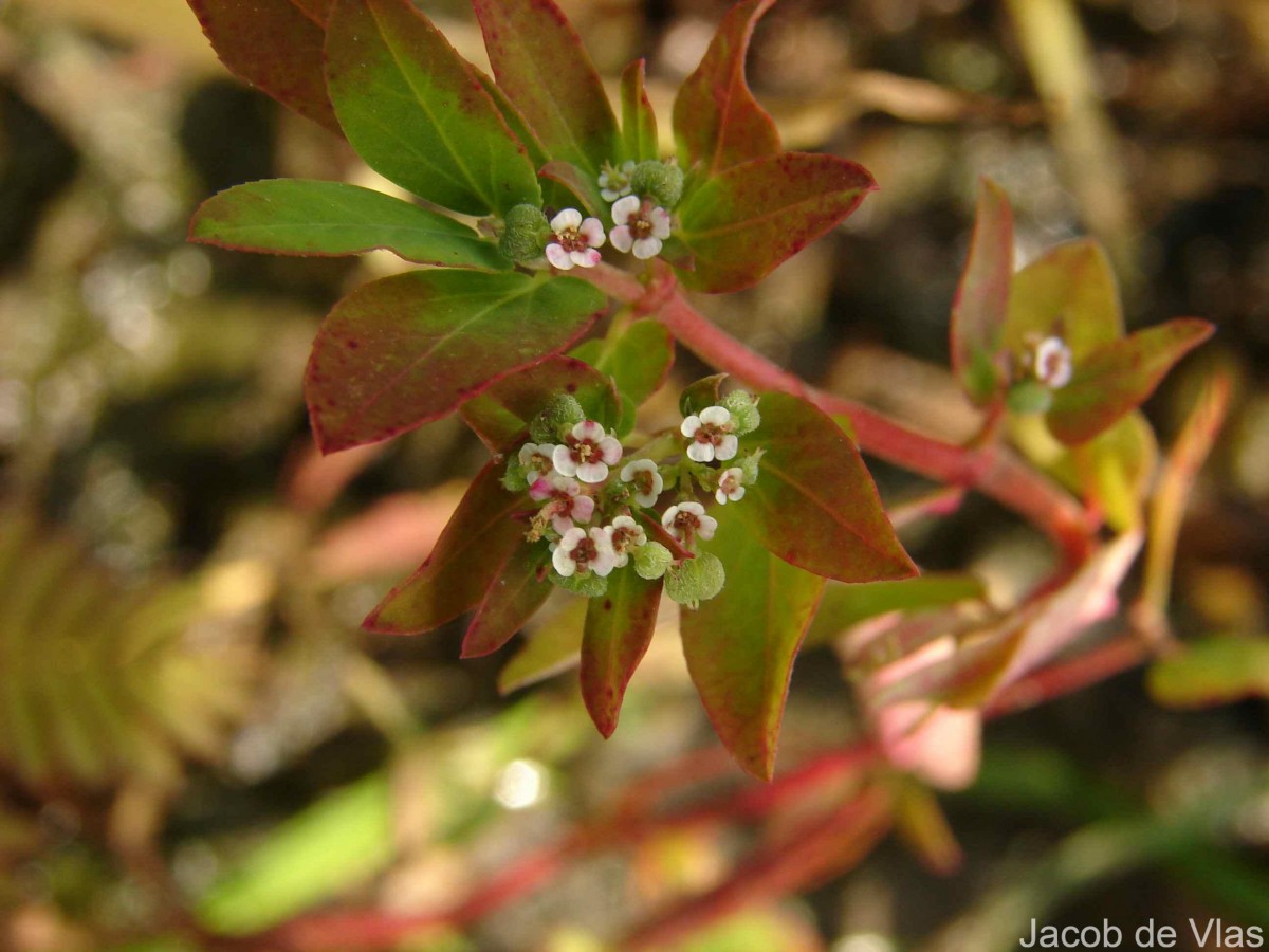 Euphorbia indica Lam.